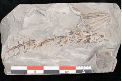 Foto (Detailansicht) von Calamites sp.  (NHMW-GEO-2024-0188-11184)